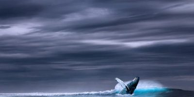 Balinalar neden intihar eder